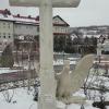 , mirosław