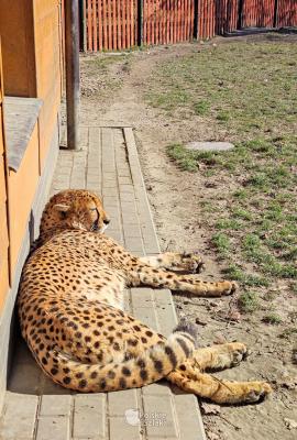 Gepard, kto by pomyslał, że to najszybszy kot