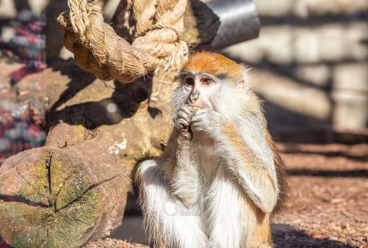 Jedna z wielu małp w śląskim zoo