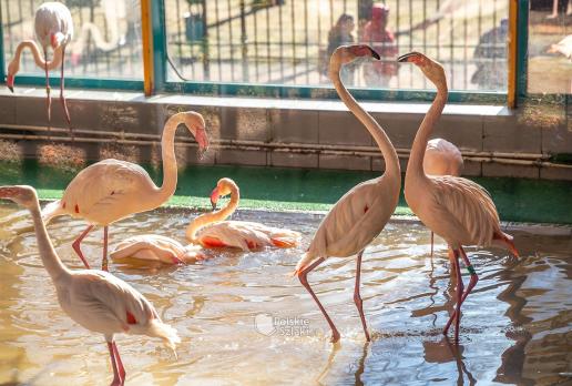 Flamingi