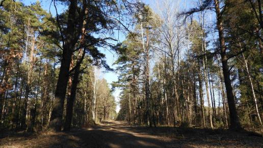 Las Pietrasze, Joanna