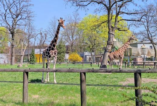 Zoo Łódź