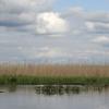 Narew koło Puchłów, Joanna