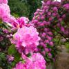 Królują tu rododendrony