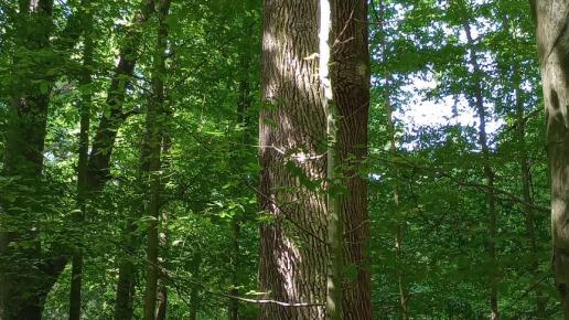 , mirosław
