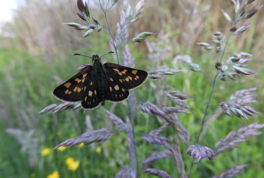 motyl, Joanna