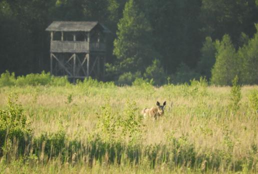 widok z Długiej Luki - łoś, Joanna