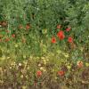 , mirosław