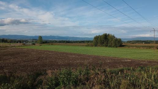 , mirosław