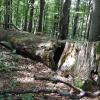 ścieżka przyrodniczo-historyczna Olchowiec, Joanna