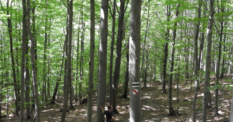 Wapienne: ścieżka przyrodnicza Buczynowa + Sękowa i Gorlice - zdjęcie
