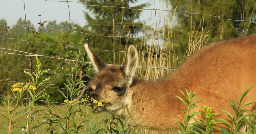 Okolice Jasła – skansen Karpacka Troja w Trzcinicy i Mini Zoo w Wolicy - zdjęcie