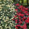 arboretum w Rogowie, Magdalena