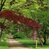 arboretum w Rogowie, Magdalena