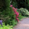 arboretum w Rogowie, Magdalena