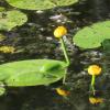 Ogród Botaniczny, Magdalena