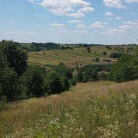 , mirosław