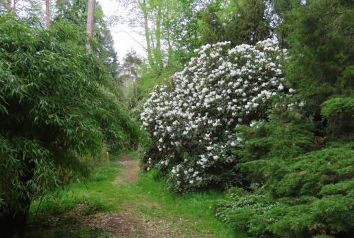 arboretum w Rogowie, Magdalena