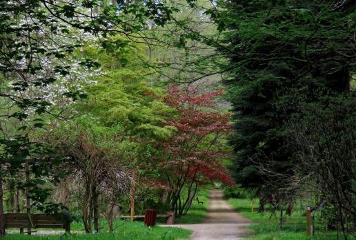 arboretum w Rogowie, Magdalena