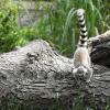 Wrocław, Zoo, Joanna
