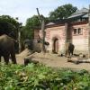 Wrocław, Zoo, Joanna