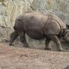 Wrocław, Zoo, Joanna