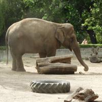 Wrocław, Zoo, Joanna