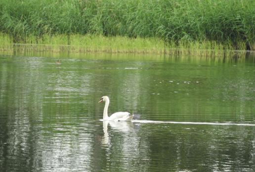 łabędź niemy, Joanna