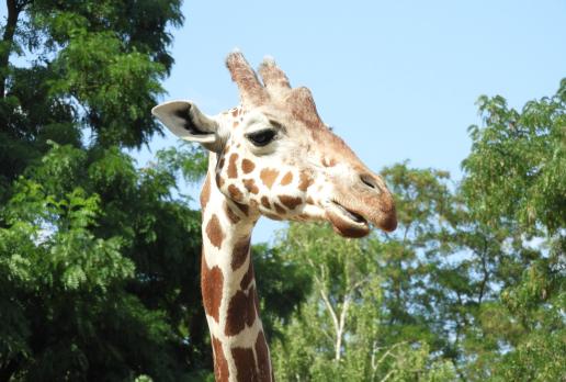 Wrocław, Zoo, Joanna