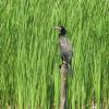 ścieżka przyrodnicza Stawy Krośnickie, kormoran, Joanna