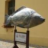 Goszcz, karp na dziedzińcu pałacu, Joanna