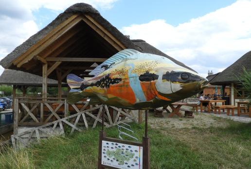 kolorowy karp w Rudzie Żmigrodzkiej, Joanna