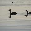 Stawy Milickie - perkozy, Joanna