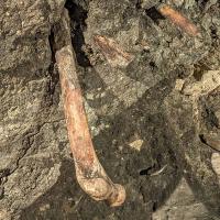 Muzeum Archeologiczne w Wiślicy