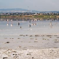 Larnaca